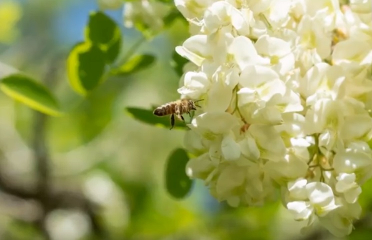 Akácvirág és méhecske