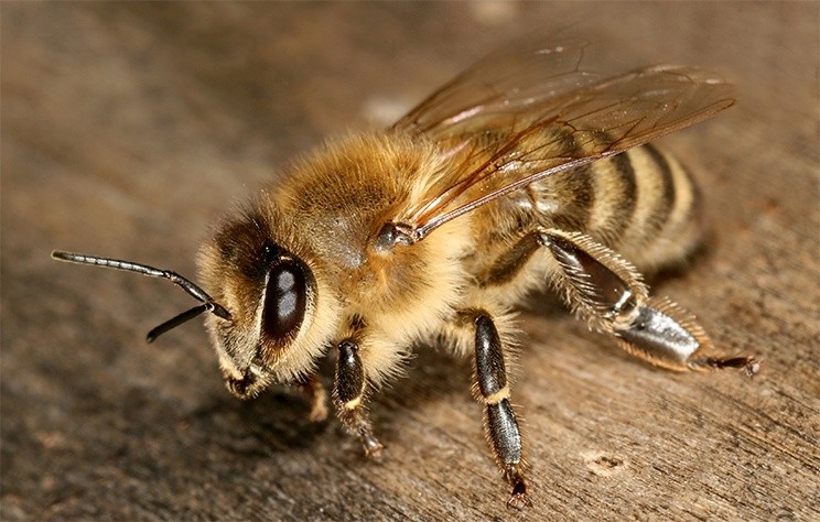 Krajnai méh (háziméh)