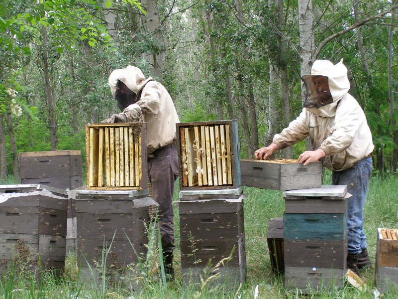 Méhészek